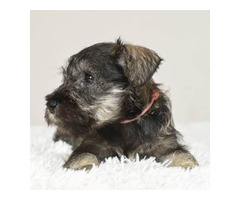 Miniature schnauzer puppies | free-classifieds.co.uk - 3