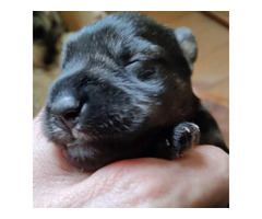 Miniature schnauzer puppies | free-classifieds.co.uk - 4