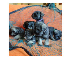 Miniature schnauzer puppies | free-classifieds.co.uk - 5