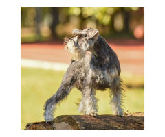 Miniature schnauzer puppies | free-classifieds.co.uk - 8