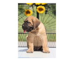 Cane Corso puppies  | free-classifieds.co.uk - 1