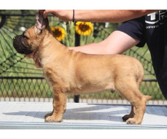 Cane Corso puppies  | free-classifieds.co.uk - 2