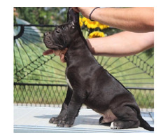 Cane Corso puppies  | free-classifieds.co.uk - 3