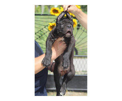Cane Corso puppies  | free-classifieds.co.uk - 4