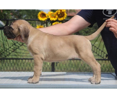 Cane Corso puppies  | free-classifieds.co.uk - 5