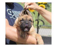 Cane Corso puppies  | free-classifieds.co.uk - 6