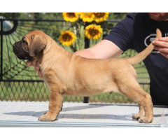 Cane Corso puppies  | free-classifieds.co.uk - 7