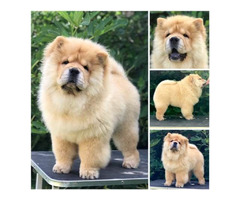 Chow Chow, wonderful puppies - 1
