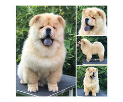 Chow Chow, wonderful puppies - 2