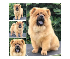 Chow Chow, wonderful puppies - 3