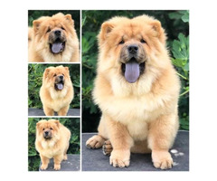 Chow Chow, wonderful puppies - 4