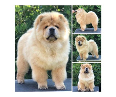 Chow Chow, wonderful puppies - 5