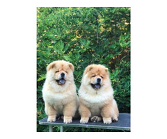 Chow Chow, wonderful puppies - 6
