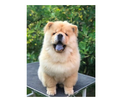 Chow Chow, wonderful puppies - 7