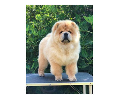 Chow Chow, wonderful puppies - 8