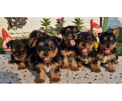 Yorkie terrier puppies  - 1