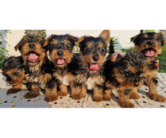 Yorkie terrier puppies  - 2