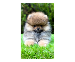 Pomeranian (BOO) males  - 1