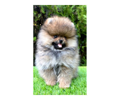 Pomeranian (BOO) males  - 2