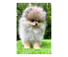 Pomeranian (BOO) males  - 3