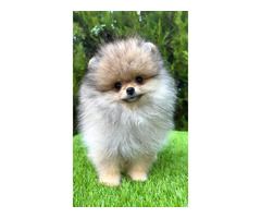 Pomeranian (BOO) males  - 4