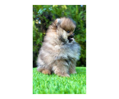 Pomeranian (BOO) males  - 5