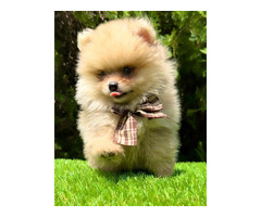 Pomeranian (BOO) males  - 6