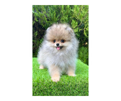 Pomeranian (BOO) males  - 7