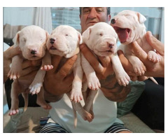 Dogo Argentino, puppies - 2