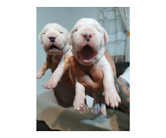 Dogo Argentino, puppies - 3