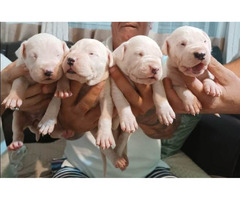 Dogo Argentino, puppies - 4