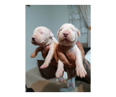 Dogo Argentino, puppies - 5