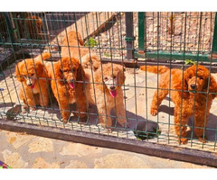 Royal Poodle puppies | free-classifieds.co.uk - 3