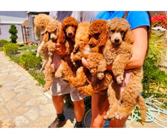 Royal Poodle puppies | free-classifieds.co.uk - 4