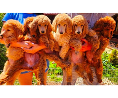 Royal Poodle puppies | free-classifieds.co.uk - 6