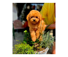 Teddy Bear Toy Poodle - 1