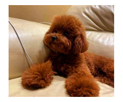 Teddy Bear Toy Poodle - 2