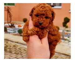 Teddy Bear Toy Poodle - 6