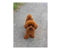 Teddy Bear Toy Poodle - 7