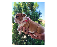 English bulldog  - 1