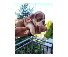 English bulldog  | free-classifieds.co.uk - 2