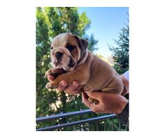 English bulldog  - 3