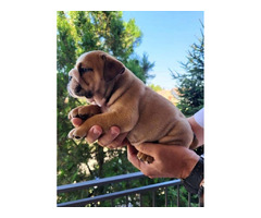 English bulldog  - 4