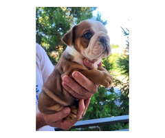 English bulldog  | free-classifieds.co.uk - 5