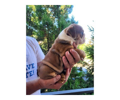 English bulldog  - 6