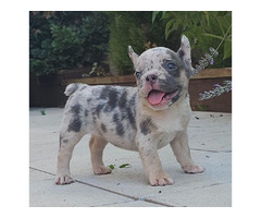 FRENCH BULLDOG - exotic colors  - 1