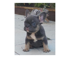 FRENCH BULLDOG - exotic colors  - 2