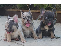 FRENCH BULLDOG - exotic colors  - 3