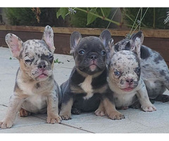 FRENCH BULLDOG - exotic colors  - 4