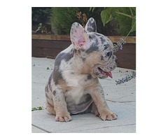 FRENCH BULLDOG - exotic colors  - 5